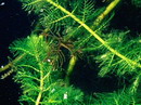 Myriophyllum Spicatum